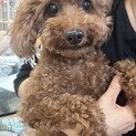 トイプードル　姉妹で保護　チャポ