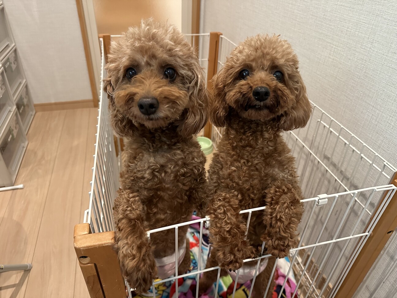 トイプードル 姉妹で保護」岐阜県 - 犬の里親募集(494737) 2枚目の
