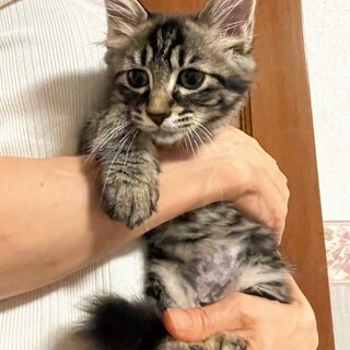 にゃんﾄとも可愛い♡タレ目のたなばたちゃん