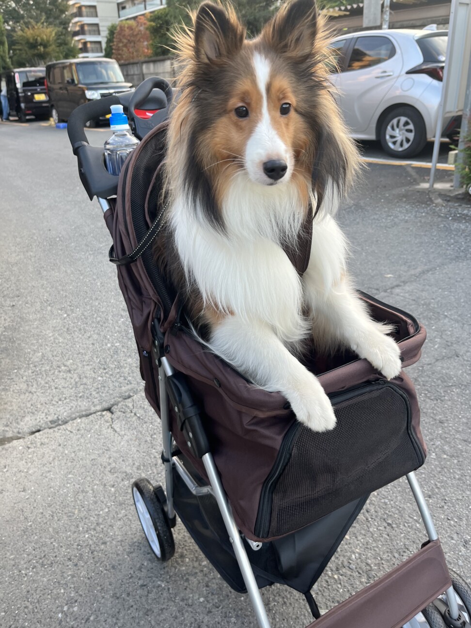 シェルティ・オス・3歳」東京都 - 犬の里親募集(494739) 2枚目の