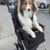 【シェルティ・オス・３歳】人懐こく甘えん坊です サムネイル2