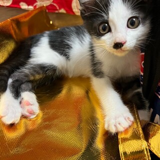 ゴロゴロ甘えん坊♡ラムくん