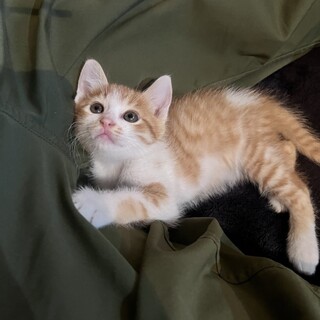 元気な甘えん坊