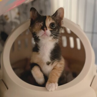 [お見合い歓迎]ハンデに負けない"こなみちゃん"