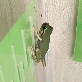 元野良のアマガエル1匹