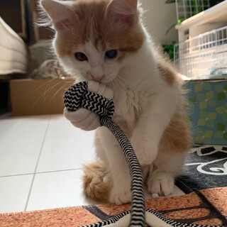 可愛い長毛茶白ちゃんです