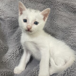 1.5ヶ月〜2ヶ月の人懐っこい小さな子猫