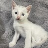 1.5ヶ月〜2ヶ月の人懐っこい小さな子猫 サムネイル1