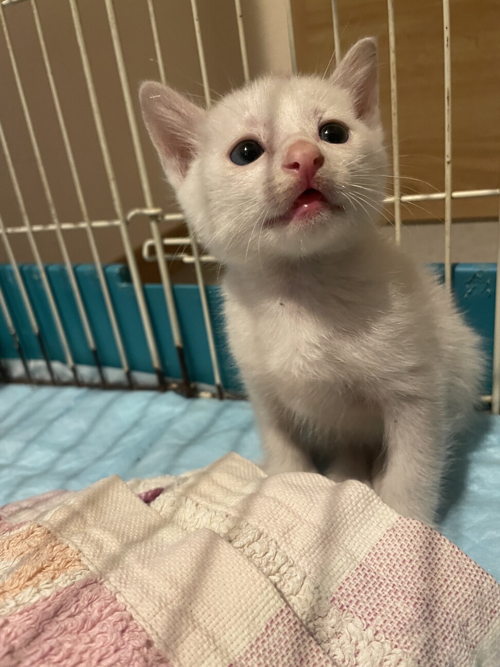 1.5ヶ月〜2ヶ月の人懐っこい小さな子猫 サムネイル2