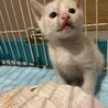 1.5ヶ月〜2ヶ月の人懐っこい小さな子猫 サムネイル2