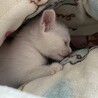 1.5ヶ月〜2ヶ月の人懐っこい小さな子猫 サムネイル3