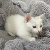 1.5ヶ月〜2ヶ月の人懐っこい小さな子猫 サムネイル4