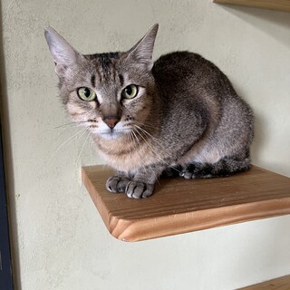 キジサビ　推定4歳　女の子