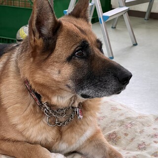 里親決まりました