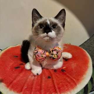 愛らしいシャム風♡すいかちゃん♡