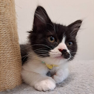 募集停止ハチワレ半長毛の美猫⭐️ハッチ