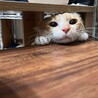 かい みくさん