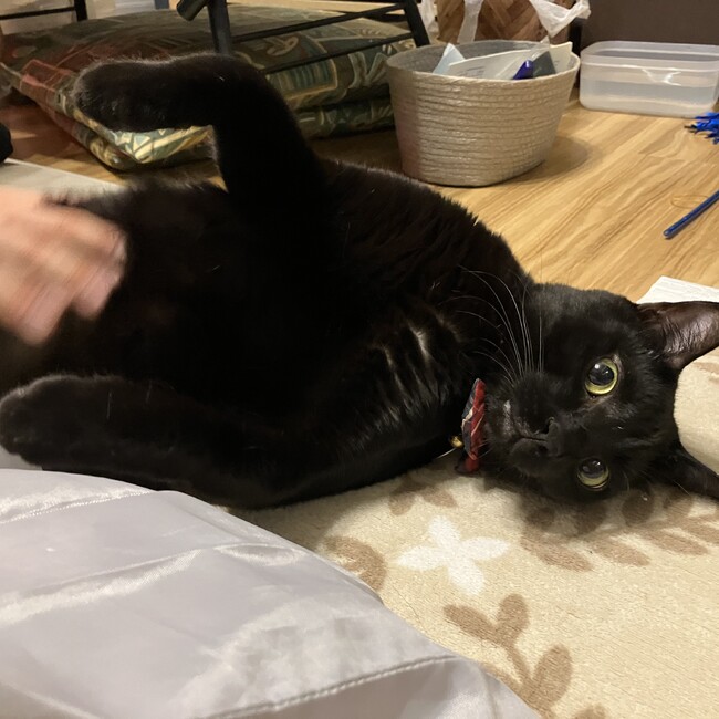 かい みくのカバー写真