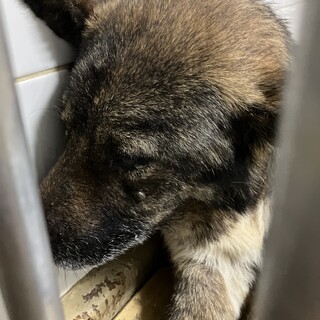 処分対象❗️収容期限7月25日❗️延長なし