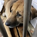 処分対象❗️収容期限7月25日❗️延長なし