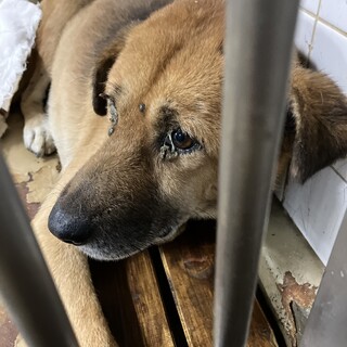 処分対象❗️収容期限7月25日❗️延長なし