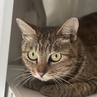 【別の場所でご縁をいただきました】虎子ちゃん