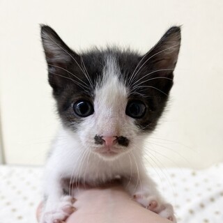 緊急募集お顔ノリ吉そっくり男子約2ヶ月