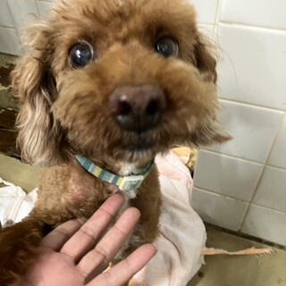 迷子のトイプードル　収容期限7月24日迄
