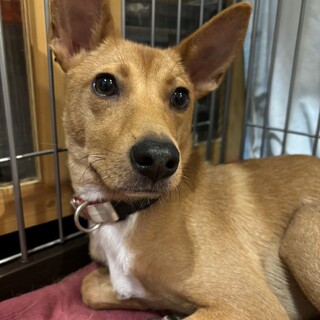 ビビりな美人さん♀元野犬の子犬ライラちゃん