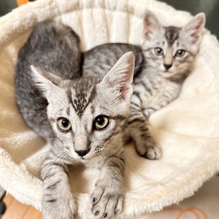 そっくり兄弟ツムくん、サムくん