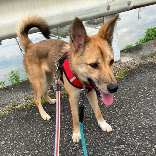 去勢手術済み人が大好きオス子犬