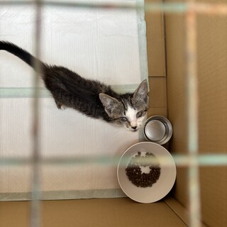 保護猫 まだ離乳食期の子猫