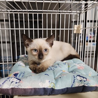 7/25文月ちゃん里親さん決定、有り難うございます