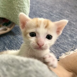 ベッタベタに甘えん坊な天然男子