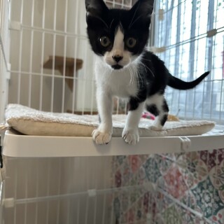 手術・マイクロチップ済み　美男子　白黒　男の子！