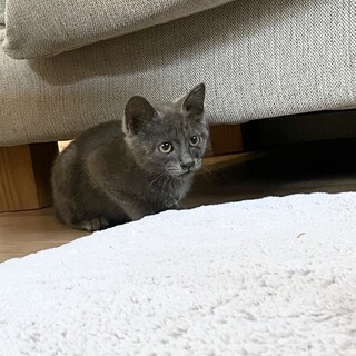 ロシアンブルー風　人慣れ済女の子