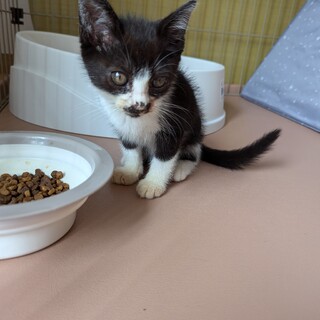 生後2ヶ月　ハチワレ　男の子