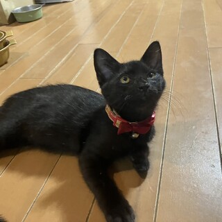 黒猫♂2カ月半べたなれ