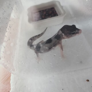 レオパベビー（8月中旬頃お渡し予定）