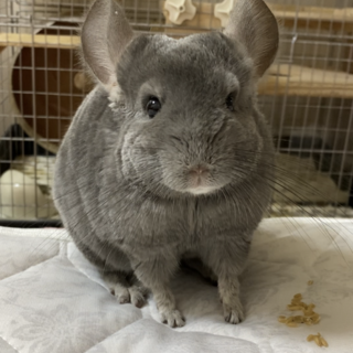 チンチラ バイオレット 女の子