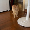 ちゃみくん　茶トラの1歳くらいの男の子 サムネイル5