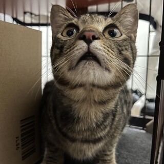 【お話中】とても大人しい　甘えん坊ねこちゃん✨