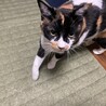 おかあつ