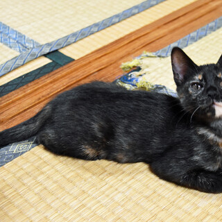 人懐っこいサビ女の子