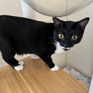 遊ぶの大好き毛艶つやつや♡東京都国分寺市