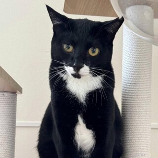 遊ぶの大好き毛艶つやつやボニー♡東京都国分寺市