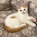穏やかな性格、茶白あやちゃん