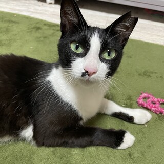 人馴れ抜群！子育てを頑張ったママ猫キヨン