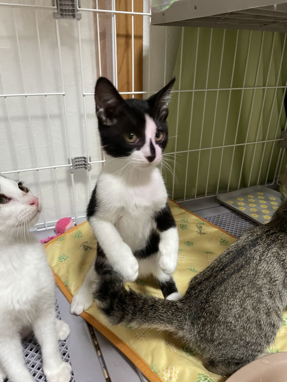 少し怖がりな甘えん坊パム　4ヶ月の女の子 サムネイル2