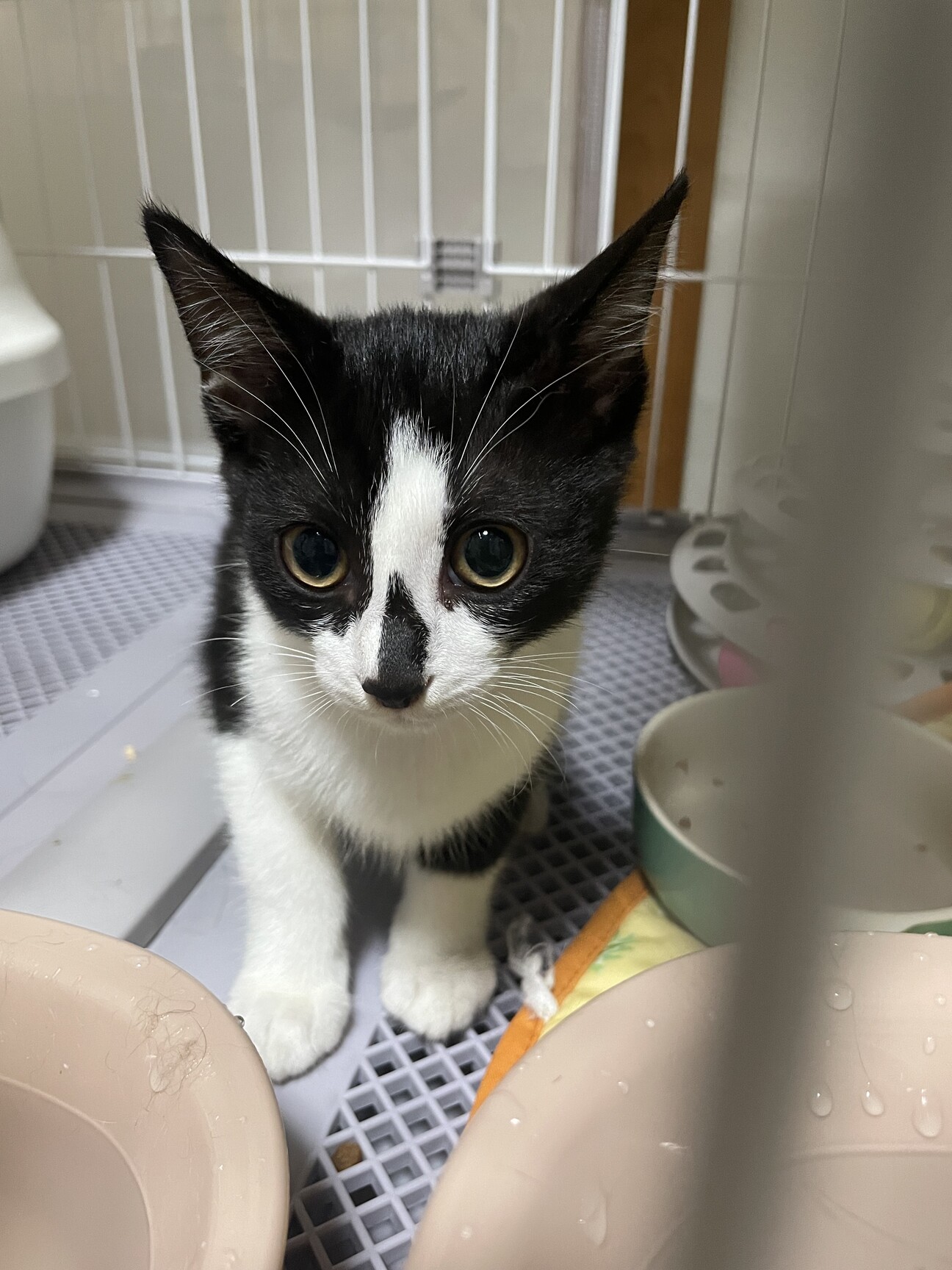 少し怖がりな甘えん坊パム　4ヶ月の女の子 サムネイル1